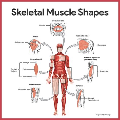 The structure and functions of the musculoskeletal system.